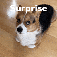 Surprise Corgi GIF