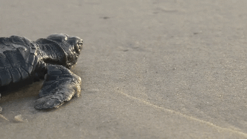sea turtles omg GIF by PBS Digital Studios