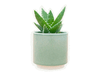 PLNTS_com plant plants cactus interior Sticker