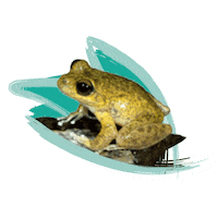 Endangered Species Australia Sticker by NSW Department of Planning, Industry and Environment