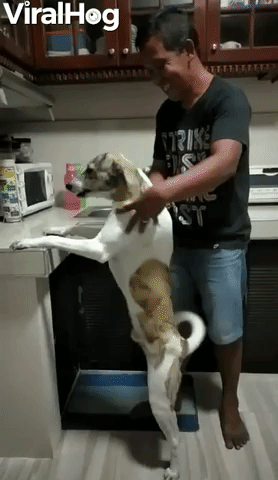 Happy Dog Gets Wholehearted Massage