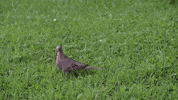 Bird Wildlife GIF by JC Property Professionals