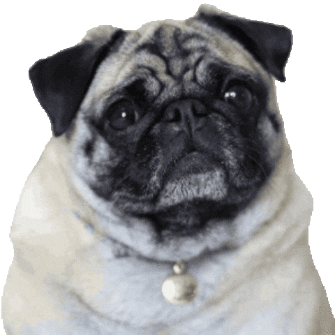 Fun Talk Sticker by Amora Pug Brasil