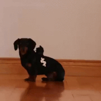 car police GIF