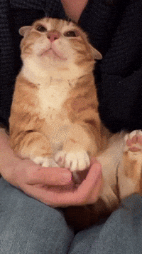 Cat GIF