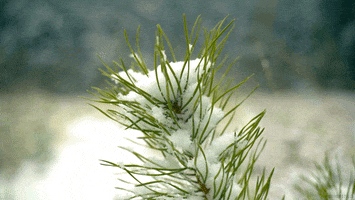 Snow Winter GIF by Living Stills