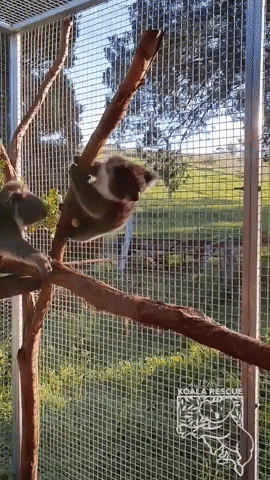 Sassy Koala Joey Doesn't Let 'Big Boys' Push Her Around