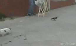 giphy.gif