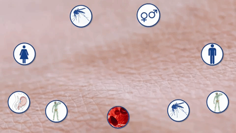 mosquito bite GIF