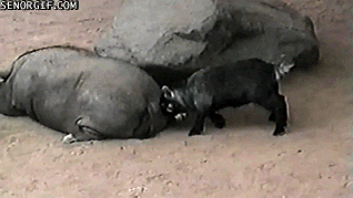 GIF by Random Goat