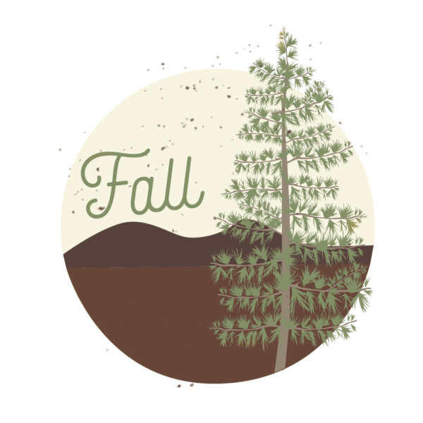 Fall Tree Sticker by Visit Montana