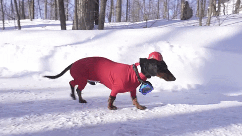Crusoegifs giphyupload dachshunds snowsuits funny dachshunds GIF