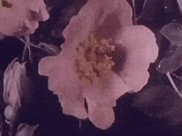 Merry Go Round Dancer GIF by Stray Fossa