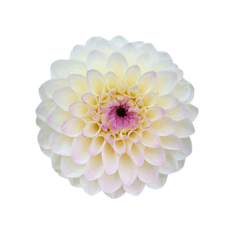 Dahlia Sticker by Mama Bees Flower Farm