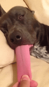 dog sleep GIF