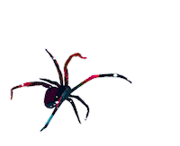 Spider Sticker by JGrrey
