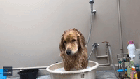 Golden Retriever Settles Into Tub for 'Spa Day'