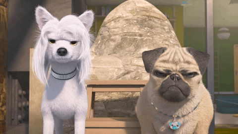 crazy dogs