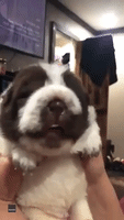 Shar-Pei Puppy Finds Its Voice