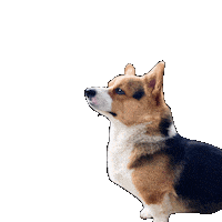 Dog Watch Sticker