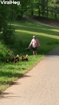 Dad Uses Leaf Blower To Herd Chickens Back To Yard GIF by ViralHog