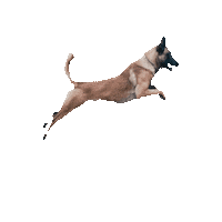 Dog Malinois Sticker by Romtat Farm
