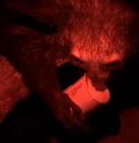 Prepare to Be Bewitched by This Nocturnal Lemur Eating Her Nighttime Snack