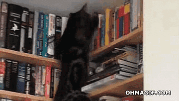 cat book GIF