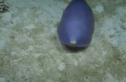 ab25 giphyupload GIF