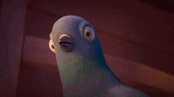nouvellesimages shocked confused bird pigeon GIF