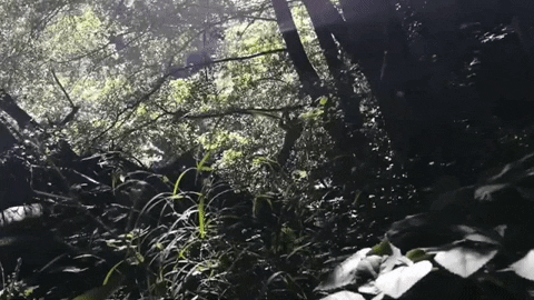 shupshup giphygifmaker GIF