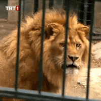 Look Sert GIF by TRT