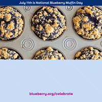 BlueberryCouncil giphyupload blueberry blueberries blueberry muffin GIF