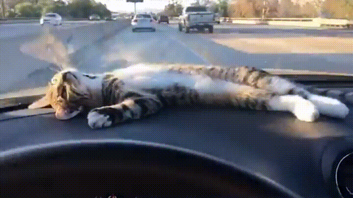 car air GIF