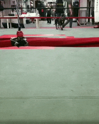 Dog Boxingring GIF by Mendez Boxing Gym