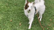 getdockwa dog stalker GIF