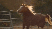 Sexy Cowboy GIF by Darius Martin