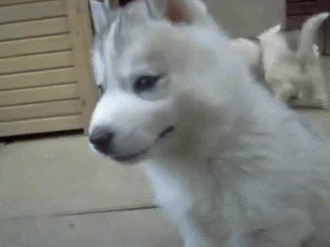 puppies bunch GIF