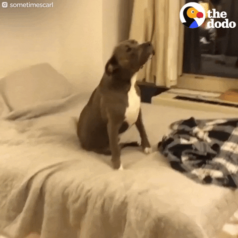 dog bulldog GIF by The Dodo
