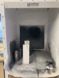 GIF by Alex Boya