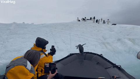 Penguin Takes A Ride On An Antarctic Taxi GIF by ViralHog