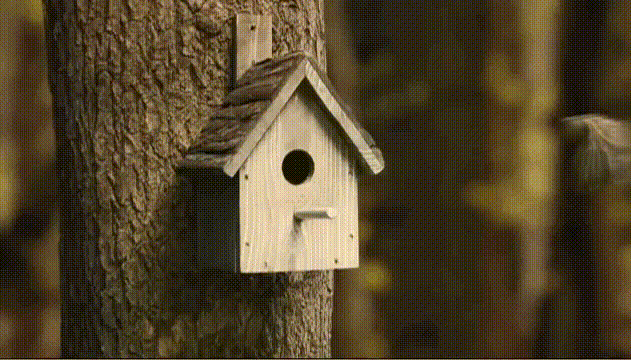 home birdie GIF