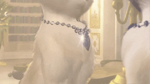 Princess And The Pauper Cat GIF