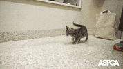 Surprised Under Control GIF by ASPCA