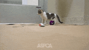 kittens running GIF by ASPCA