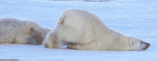 Wildlife gif. A polar bear lies on the ice and its rear end sticks up in the air as it pushes itself sluggishly with its hind legs.