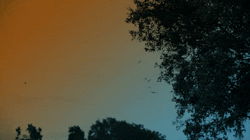 Trick Or Treat Halloween GIF by University of Florida