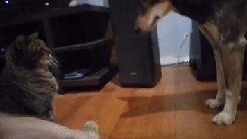 Cat Shows Canine Companion Who's Boss