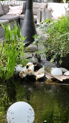 Kitten Pushes Cat into Pond