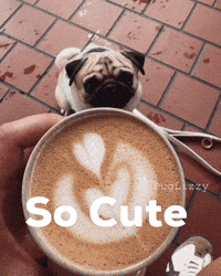 Coffee Pug GIF